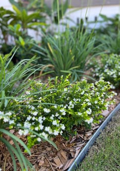 Hamptons Coastal Landscape Design, Nelson Bay, Port Stephens