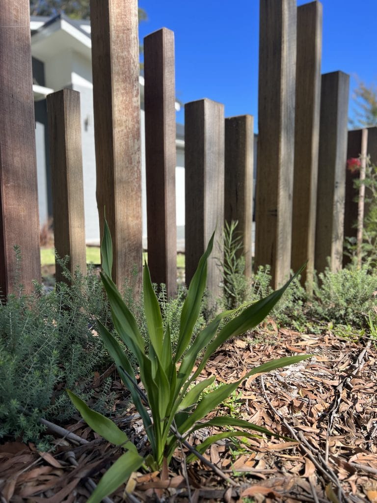 Rustic Coastal Native Garden Design, Hawkes Nest, Mid North Coast