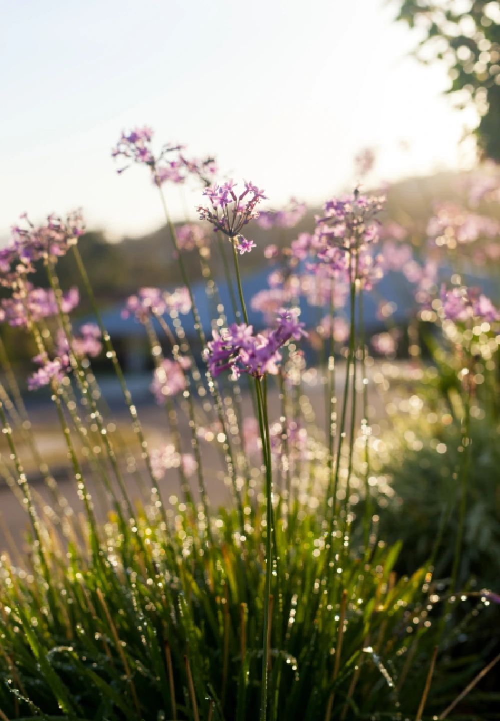 Hamptons Formal Landscape Design Port Stephens