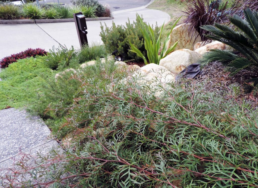 Contemporary Native Garden Design, Nelson Bay, Port Stephens