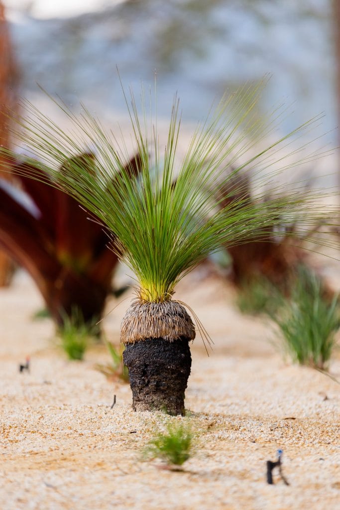 Drought Tolerant Rural Garden Design in the Hunter valley