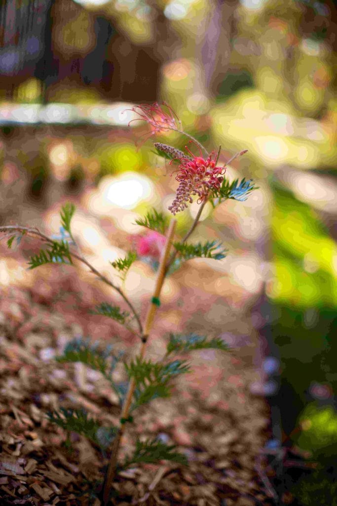 Reflection Garden Tomaree Hospital Nelson Bay - Landscape Design Nelson Bay