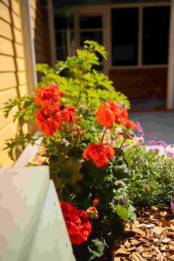 Reflection Garden Tomaree Hospital Nelson Bay - Landscape Design Nelson Bay